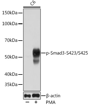 Phospho-Smad3-S423/S425 Rabbit monoclonal antibody