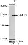 Western blot - Phospho-ULK1-S757 Rabbit pAb (AP0736)