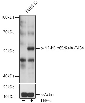Phospho-NF-kB p65/RelA-T434 Rabbit pAb