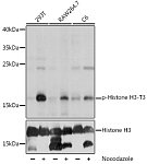 Western blot - Phospho-Histone H3-T3 Rabbit pAb (AP0846)