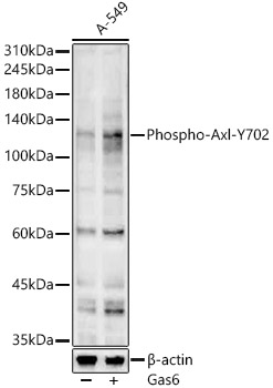 Phospho-Axl-Y702 Rabbit pAb