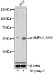 Western blot - Phospho-AMPKα1-S485 Rabbit pAb (AP0871)