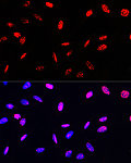 Western blot - Phospho-Histone H3-T45 Rabbit pAb (AP0898)