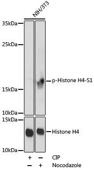 Phospho-Histone H4-S1 Rabbit pAb