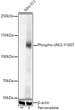 Phospho-JAK2-Y1007 Rabbit pAb