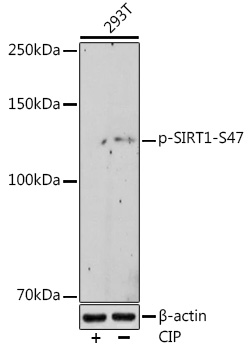 Phospho-SIRT1-S47 Rabbit mAb
