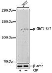 Western blot - Phospho-SIRT1-S47 Rabbit mAb (AP0976)
