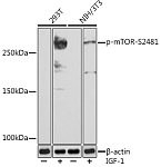 Western blot - Phospho-mTOR-S2481 Rabbit mAb (AP0978)