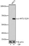 Western blot - Phospho-AKT1-S124 Rabbit mAb (AP0982)