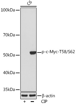 Phospho-c-Myc-T58/S62 Rabbit mAb