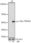 Western blot - Phospho-c-Myc-T58/S62 Rabbit mAb (AP0988)