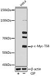 Western blot - Phospho-c-Myc-T58 Rabbit mAb (AP0990)