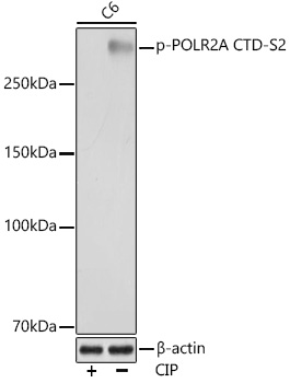 Phospho-POLR2A CTD-S2 Rabbit monoclonal antibody