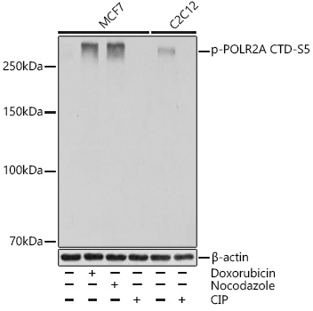 Phospho-POLR2A CTD-S5 Rabbit monoclonal antibody