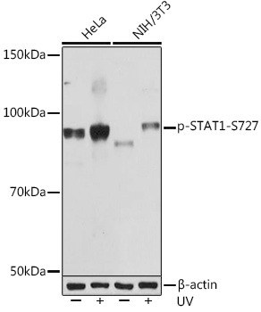 Phospho-STAT1-S727 Rabbit monoclonal antibody