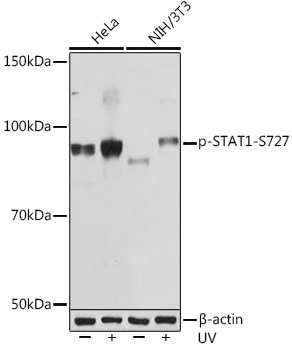 Phospho-STAT1-S727 Rabbit mAb