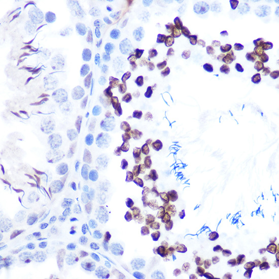 Phospho-STAT1-S727 Rabbit monoclonal antibody