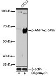 Western blot - Phospho-AMPKα1-S496 Rabbit mAb (AP1002)