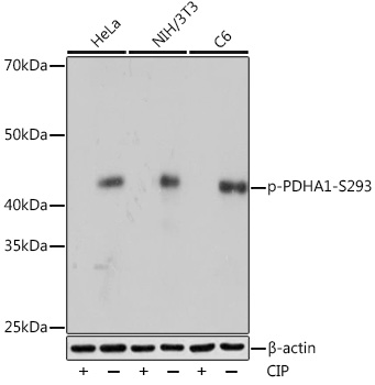 Phospho-PDHA1-S293 Rabbit monoclonal antibody
