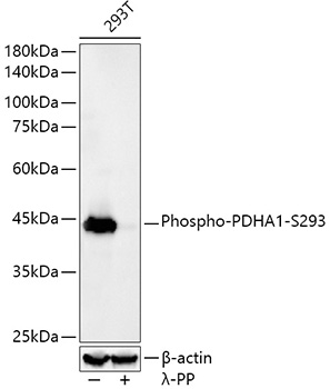 Phospho-PDHA1-S293 Rabbit monoclonal antibody