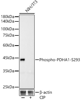 Phospho-PDHA1-S293 Rabbit monoclonal antibody