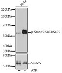 Western blot - Phospho-Smad5-S463/S465 Rabbit mAb (AP1023)