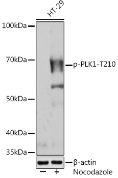 Phospho-PLK1-T210 Rabbit mAb