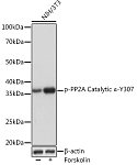 Western blot - Phospho-PP2A Catalytic α-Y307 Rabbit mAb (AP1043)