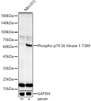 Phospho-p70 S6 Kinase 1-T389 Rabbit pAb