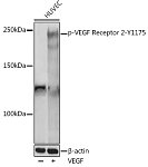 Western blot - Phospho-VEGF Receptor 2-Y1175 Rabbit pAb (AP1095)