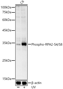 Phospho-RPA2-S4/S8 Rabbit pAb