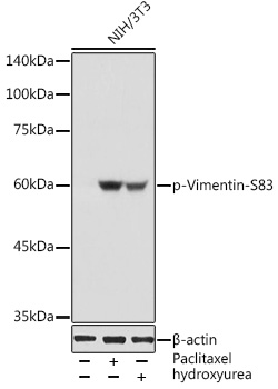 Phospho-Vimentin-S83 Rabbit pAb
