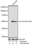 Western blot - Phospho-Vimentin-S83 Rabbit pAb (AP1119)
