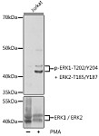 Western blot - Phospho-ERK1-T202/Y204 + ERK2-T185/Y187 Rabbit pAb (AP1120)