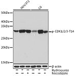 Western blot - Phospho-CDK1/2/3-T14 Rabbit mAb (AP1138)
