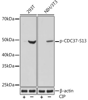 Phospho-CDC37-S13 Rabbit mAb