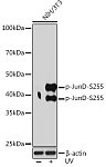 Western blot - Phospho-JunD-S255 Rabbit mAb (AP1142)
