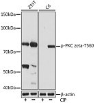 Western blot - Phospho-PKC zeta-T560 Rabbit mAb (AP1149)