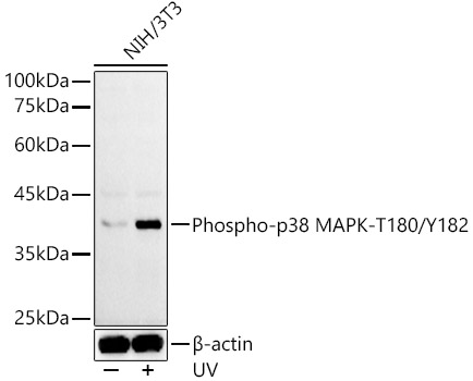 Phospho-p38 MAPK-T180/Y182 Rabbit pAb-Phospho-specific Antibodies