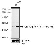 Western blot - Phospho-p38 MAPK-T180/Y182 Rabbit pAb (AP1165)