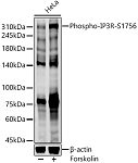 Western blot - Phospho-IP3R-S1756 Rabbit pAb (AP1224)