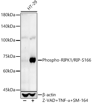 Phospho-RIPK1/RIP-S166 Rabbit pAb