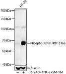 Western blot - Phospho-RIPK1/RIP-S166 Rabbit pAb (AP1230)