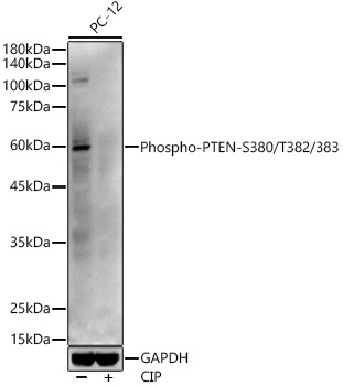 Phospho-PTEN-S380/T382/383 Rabbit pAb