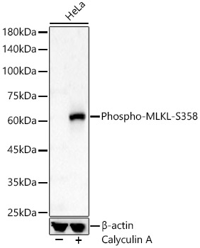 Phospho-MLKL-S358 Rabbit pAb