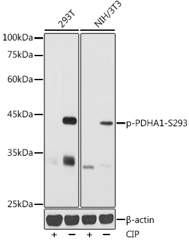 Phospho-PDHA1-S293 Rabbit pAb