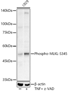 Phospho-MLKL-S345 Rabbit pAb