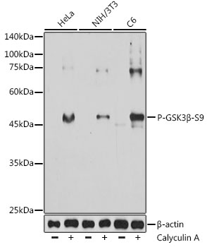 Phospho-GSK3β-S9 Mouse mAb