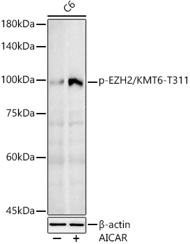 Phospho-EZH2/KMT6-T311 Rabbit pAb