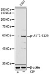 Western blot - Phospho-AKT1-S129 Rabbit pAb (AP1272)